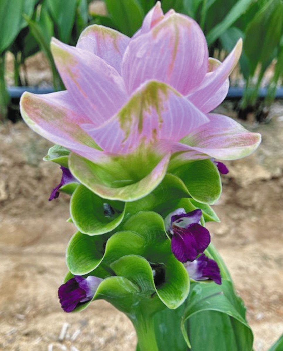 花農家直送！！クルクマ❀ご予約専用ページ❀商品説明必読！！です！！❀ 農の挑戦＞ 浜名湖近辺クルクマ シェアトップのPR課題：中日新聞