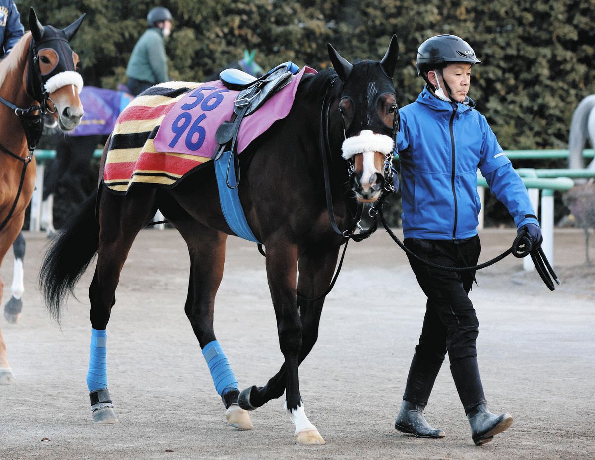チューリップ賞・1週前】新馬戦で圧倒したルージュボヤージュ 国枝師 