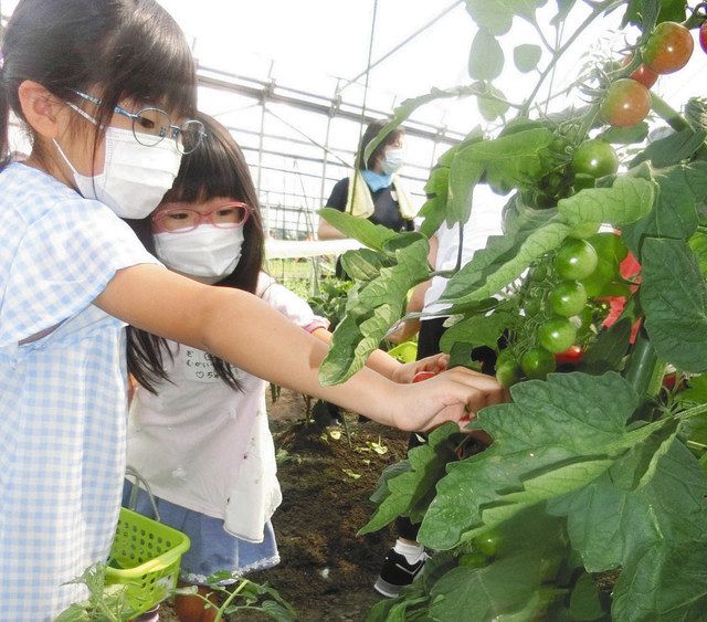 夏野菜 実りいっぱい ＪＡいなば 園児ら農業体験 - 中日新聞