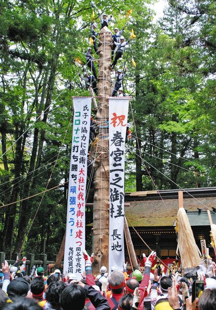 下社里曳き2日目、春宮で3本建御柱 諏訪大社御柱祭：中日新聞Web