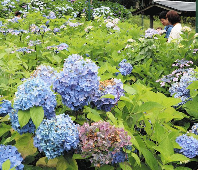 アジサイ3年ぶり満開 若狭瓜割名水公園：中日新聞Web