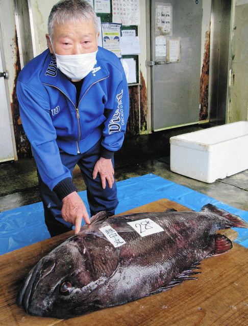 富山】78歳名人 根気の一本釣り 幻の「オイボ」漁 初日に１メートル超大物：北陸中日新聞Web