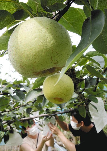 大きく実ったナシの「かおり」を摘み取る人たち＝掛川市大和田の大麓果実園で 