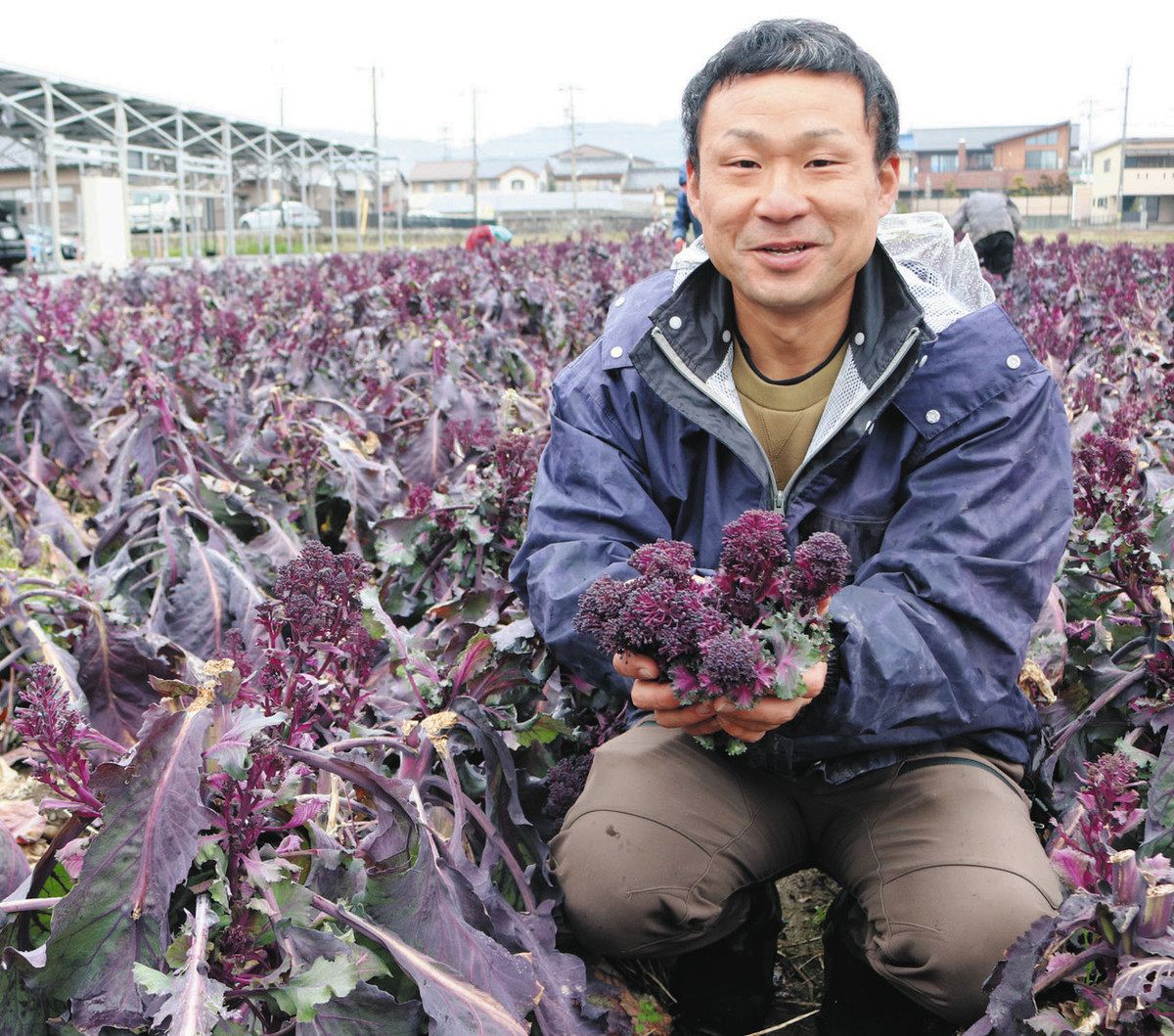 全国唯一！岐阜だけで栽培、紫色のブロッコリー 東海3県のスーパーで