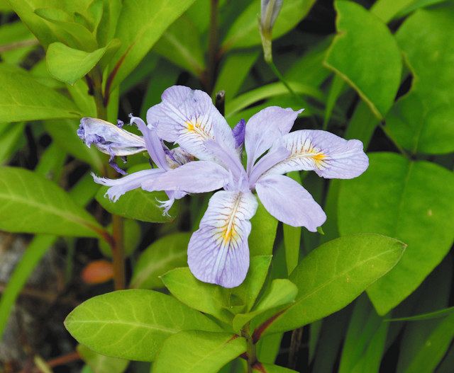 花の季節迎え彩り鮮やか 下呂温泉合掌村 中日新聞web