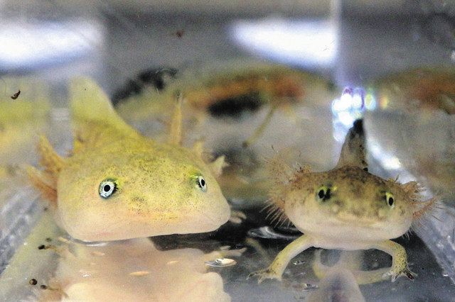 あら不思議 同じ水槽で飼育 両方の体大きく形態変化 アクア トトぎふ 中日新聞web あら不思議 同じ水槽で飼育 両方の体大きく形態変化 アクア トトぎふ 中日新聞web