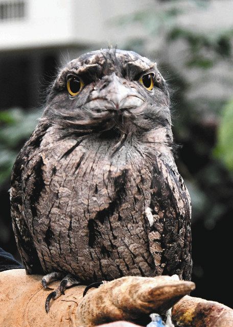 オーストラリアガマグチヨタカ 掛川花鳥園 あすから公開 中日新聞しずおかweb オーストラリアガマグチヨタカ 掛川花鳥園 あすから公開 中日新聞しずおかweb