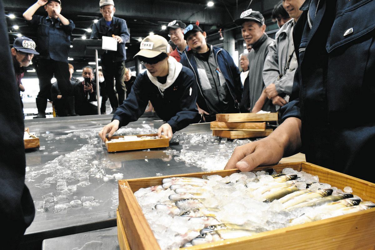 天然アユ初競り、1キロ35万円の史上最高額 過去最高の約6倍、岐阜市の