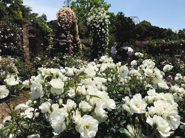 ４００種類１５００株のバラ見頃 津 レッドヒルヒーサーの森 中日新聞web