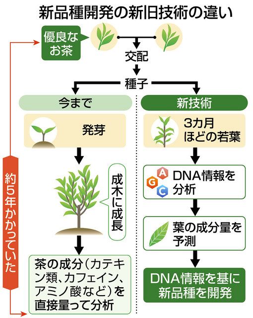 アウトレット福袋 新品種の開発短縮 茶の成分をDNAで予測 静大などが新技術：中 健康・医学