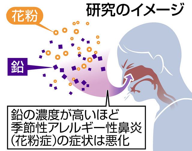 花粉症悪化 鉛の仕業 名大と福井大チーム発表 中日新聞web