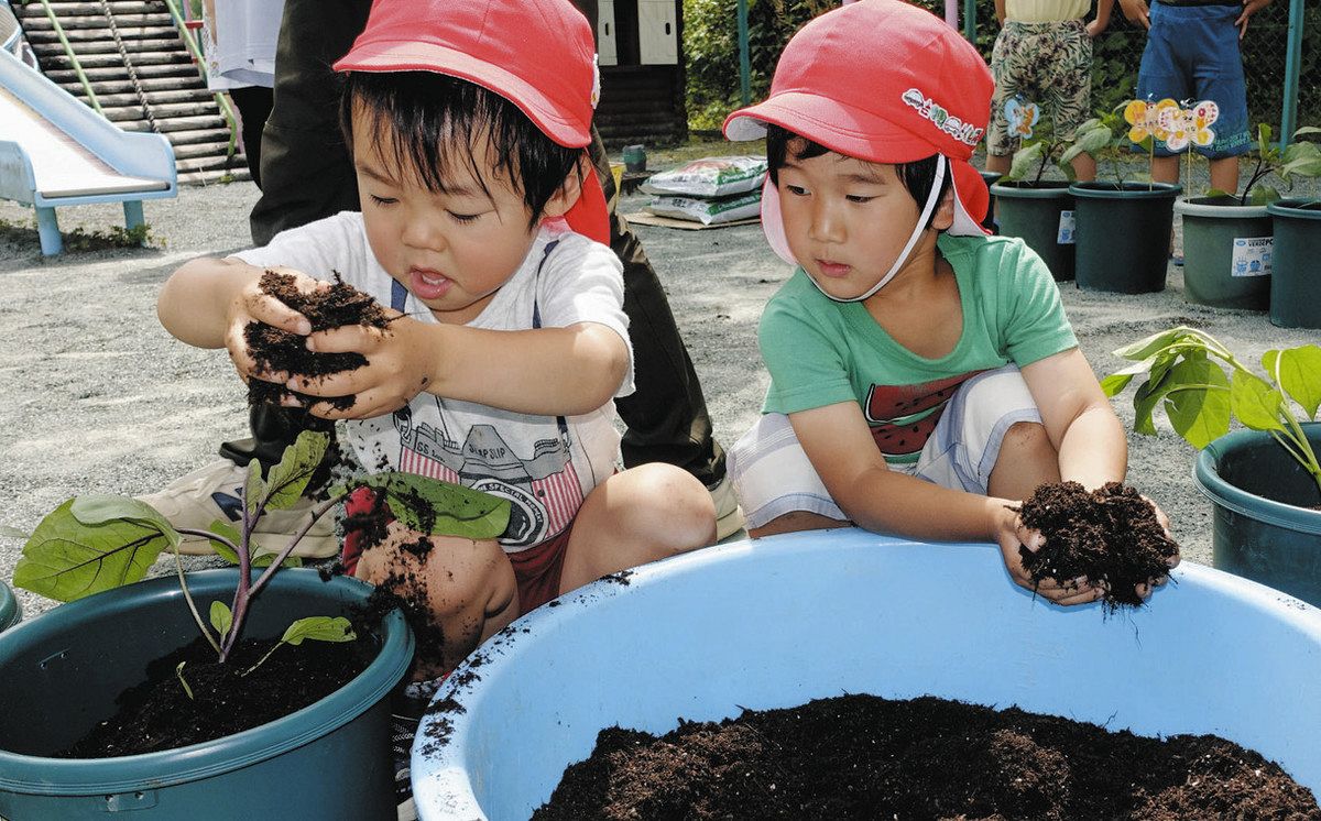 ピーマン食べようね 引佐の園児が苗植え体験：中日新聞しずおかWeb