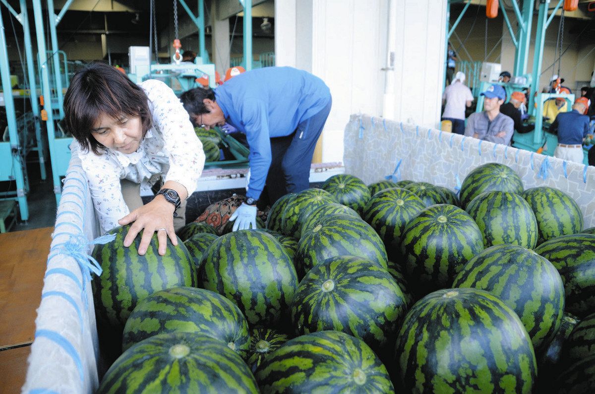 スイカ 甘くてシャリ感あっておいしいよ 長野県松本市で露地栽培もの