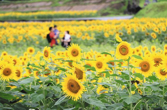 大輪ヒマワリ 輝き一面に 鳥越で観賞始まる 北陸中日新聞web