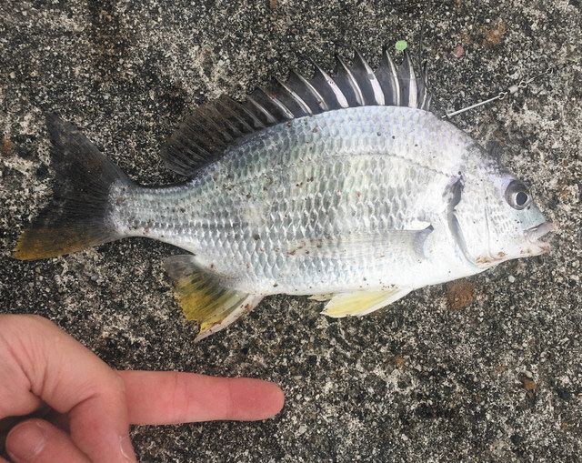 食リポ 愛知で釣れる魚たち 中日新聞web