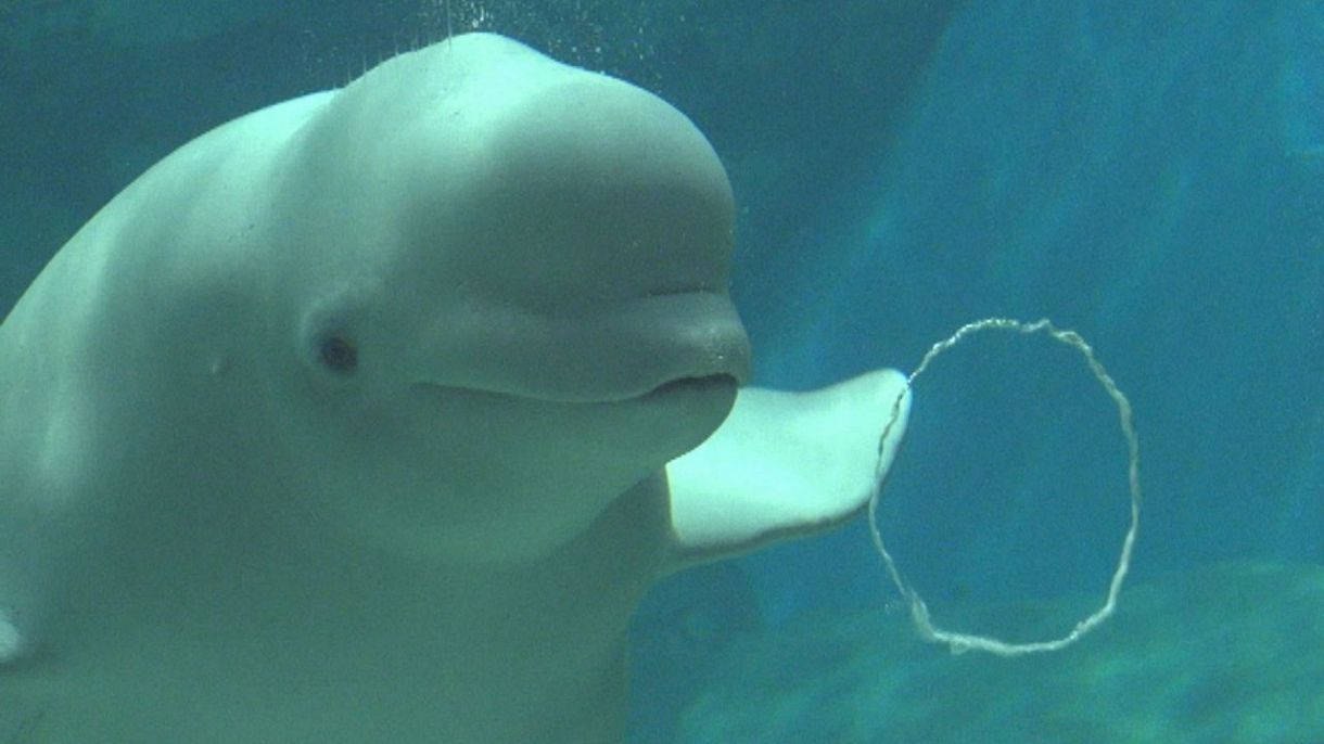 すいスイっと ベルーガ 中日新聞web