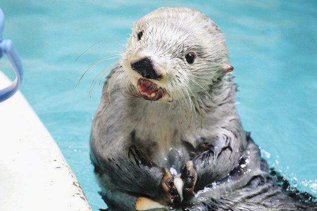 特製ケーキで１４歳のお祝い 鳥羽水族館のラッコ キラ 中日新聞web