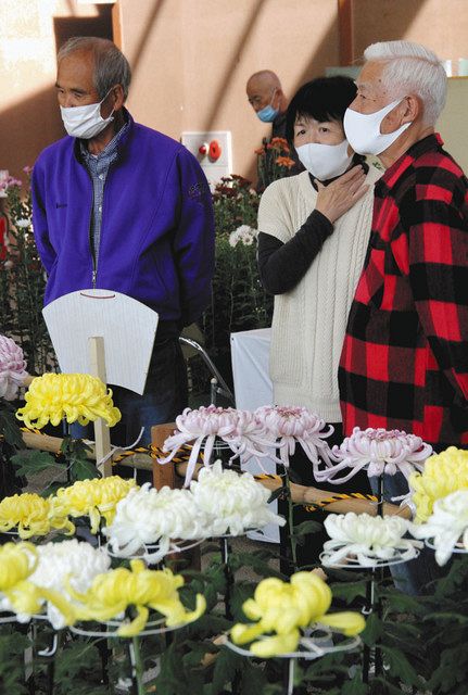 秋らしい彩り ２５０鉢並ぶ菊花大会 浜北で 中日新聞しずおかweb
