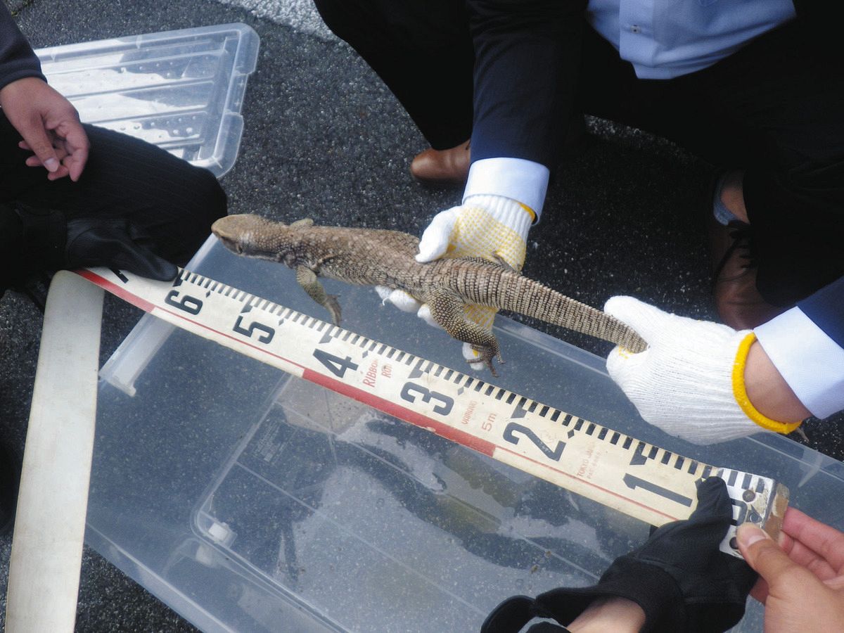 滋賀県大津市のアパート駐車場で外来種のトカゲ発見 全長約60センチ