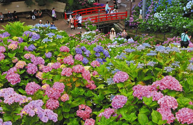 【写真で見る】蒲郡・形原温泉でアジサイ見ごろ 色鮮やかに咲き誇る:中日新聞Web