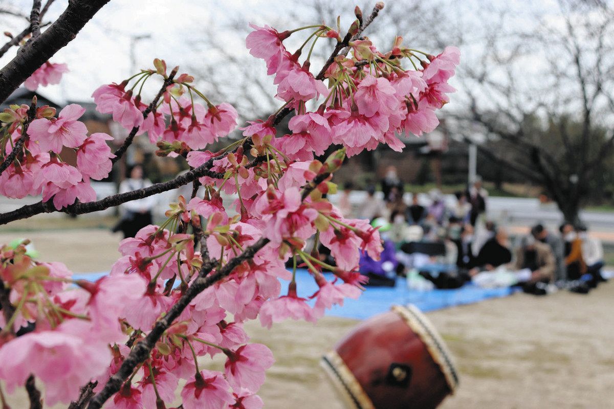 ヨウコウザクラ、見頃迎え鮮やか 安城・きどはし公園で住民らがまつり：中日新聞Web