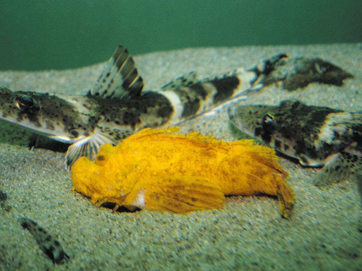 見たら良いことオコるかも？ 入善沖で発見、金色オコゼ展示：北陸中日