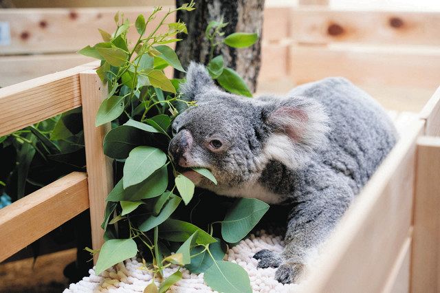 24歳の大往生 東山動植物園のコアラ「クレメンツ」 ：中日新聞Web