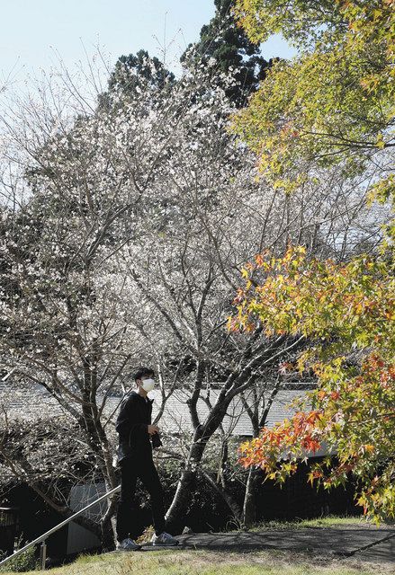 最大54％オフ！ 椛材 Momiji -大- 碁笥、碁笥箱、碁笥袋