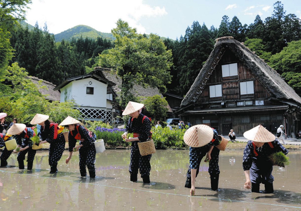 白川村で田植え祭り 早乙女姿で伝統の田植え：中日新聞Web