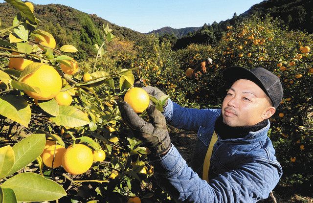 新しい風 ジョーシキに挑む人たち ３ マイヤーレモン 中日新聞web