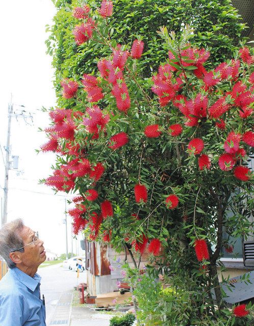 ブラシのような形の赤い花を咲かせるブラシノキ＝長浜市相撲庭町で 