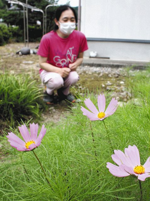 いつもは秋咲き… コスモスもう開花 氷見・松原さん方：北陸中日新聞Web