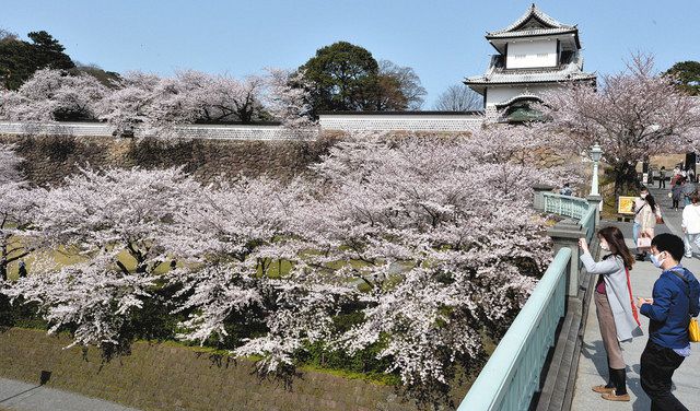 石川 3月の金沢 桜が満開 観測史上最速 北陸中日新聞web 石川 3月の金沢 桜が満開 観測史上最速 北陸中日新聞web