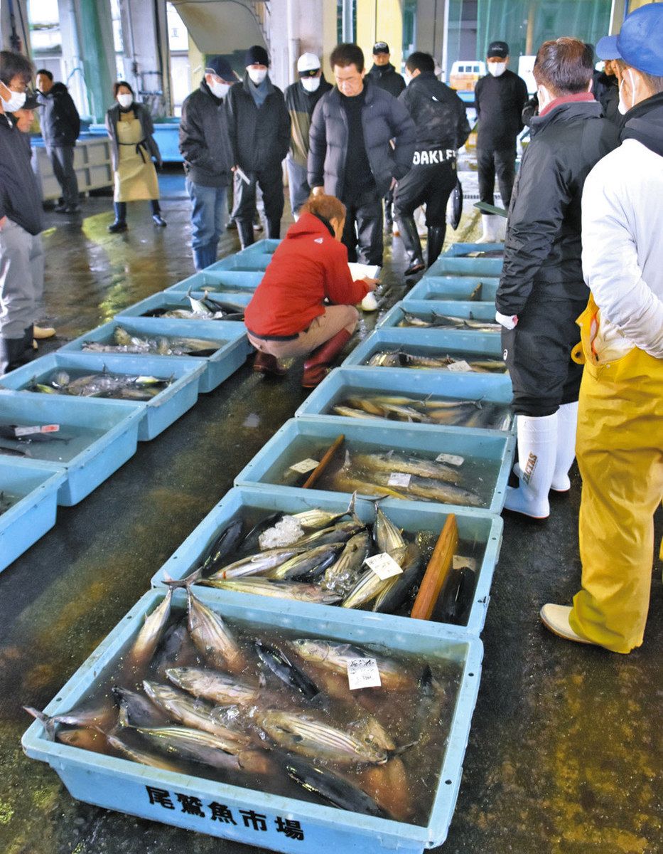 水揚げ好調！カツオ463キロ 尾鷲魚市場で初競り、高級魚のクエも：中日