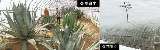 アガベ展示 驚きの搬入 巨大多肉植物 国際芸術祭に：北陸中日新聞Web