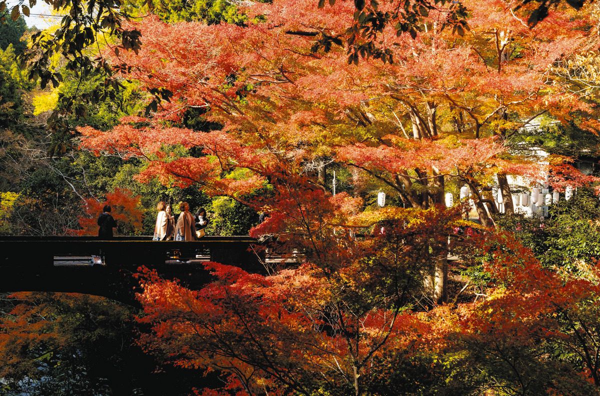 河内渓谷の秋彩るイロハモミジ 津で紅葉見頃：中日新聞Web