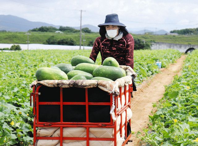 色良し形良し、ＧＩ登録「なんぶとうがん」 豊橋で出荷最盛期：中日新聞Web