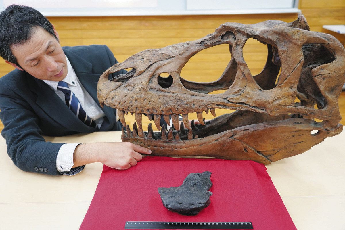 国内初 ティラノ下顎化石 新種か 県恐竜博物館など 熊本で発見：日刊