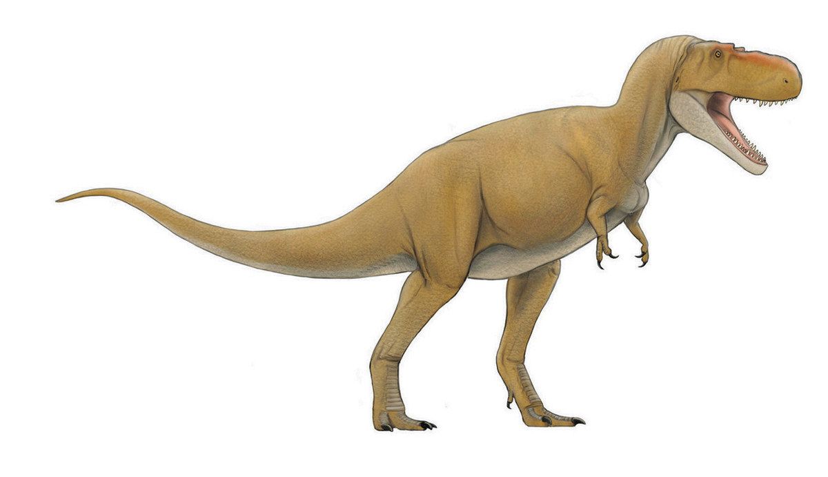 ティラノサウルス 歯 牙 化石 恐竜 獣脚類 鑑定書 1248 ティラノサウルス 化石 歯 牙 恐竜 獣脚類 鑑定書1317 - メルカリ
