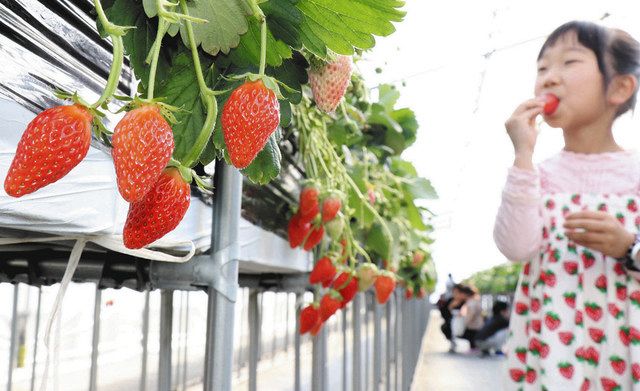 イチゴ狩り おいしいよ 甲賀 感染対策で入場制限 中日新聞web
