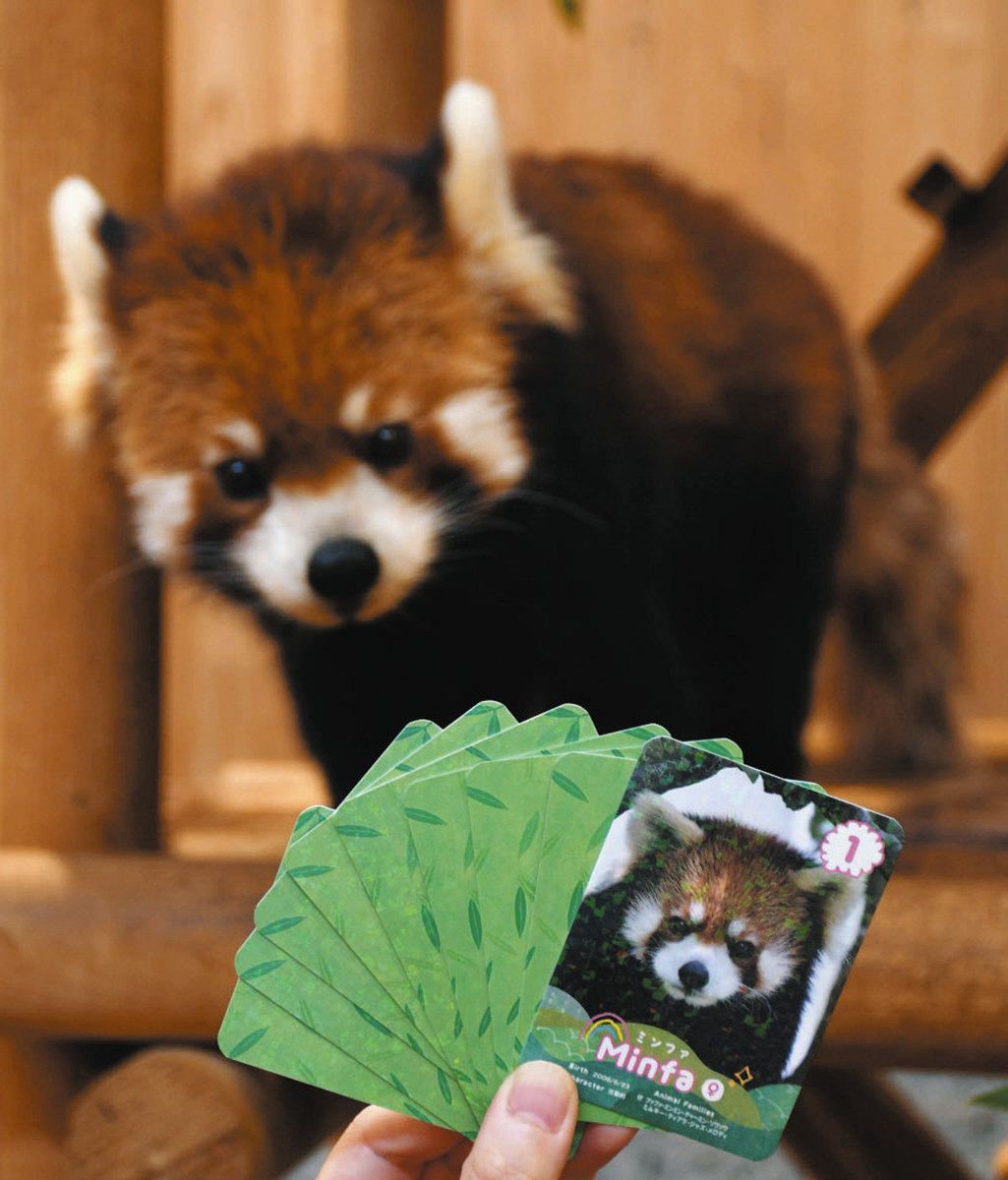 レッサーパンダ特典映像付きのレアカードも登場 大人気トレカ第2弾、20