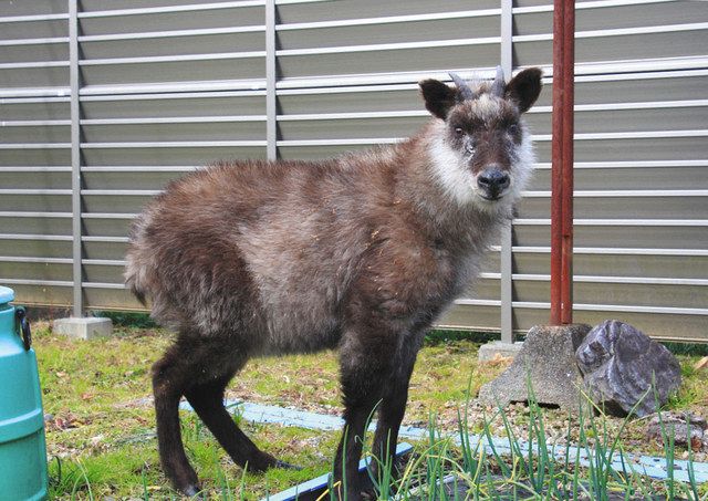 MIKAWAサーチ＞（6） 野生動物なぜ殺処分？：中日新聞Web