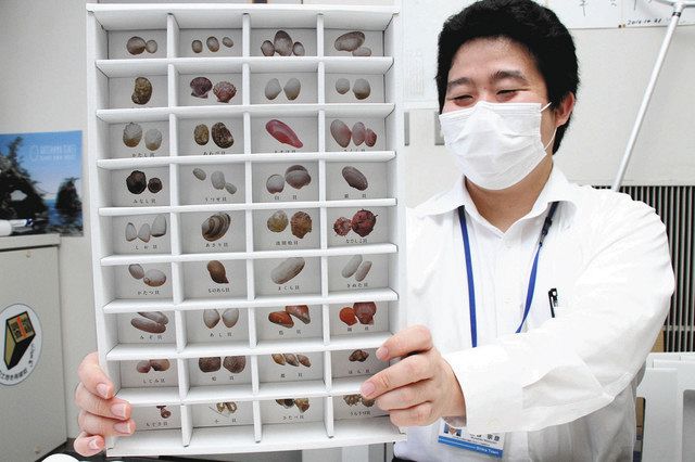 三十六歌仙貝コレクション」 貝殻を探すイベント：北陸中日新聞Web