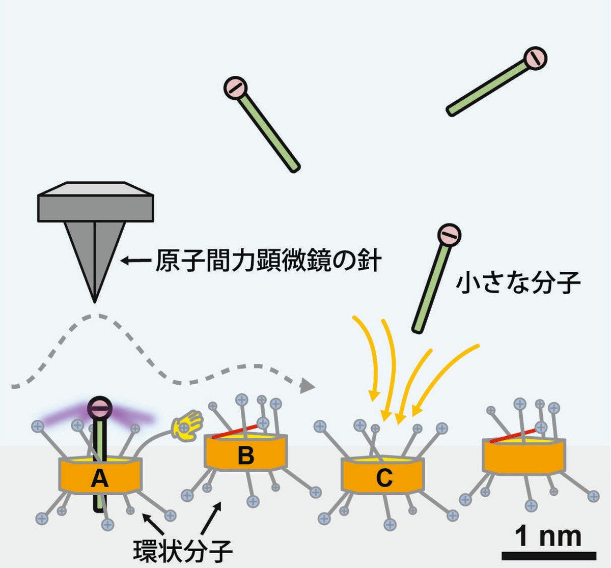 環状分子の「協同効果」観測 浅川・金大教授ら成功 10億分の1メートル 