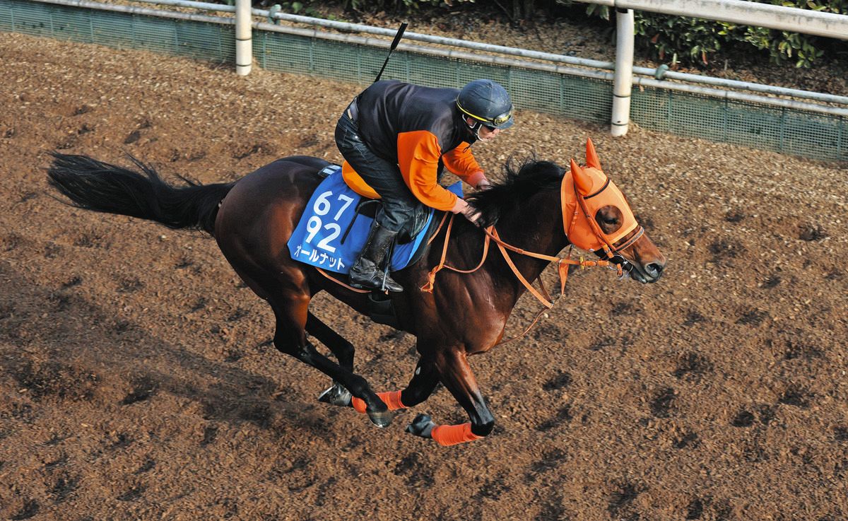  【日経新春杯・追い切り】重賞2勝目へ、オールナットは栗東坂路を単走で4F54秒2―38秒8―12秒2 高野師「順調です」：中日スポーツ・東京 Bildidee 