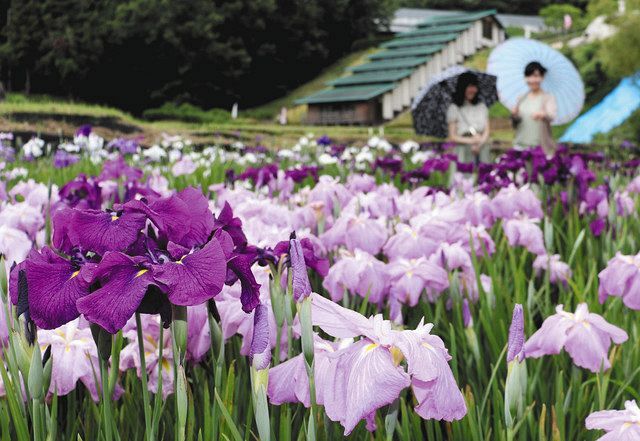 土岐でハナショウブ見頃 梅雨空に映える紫 青 白 中日新聞web