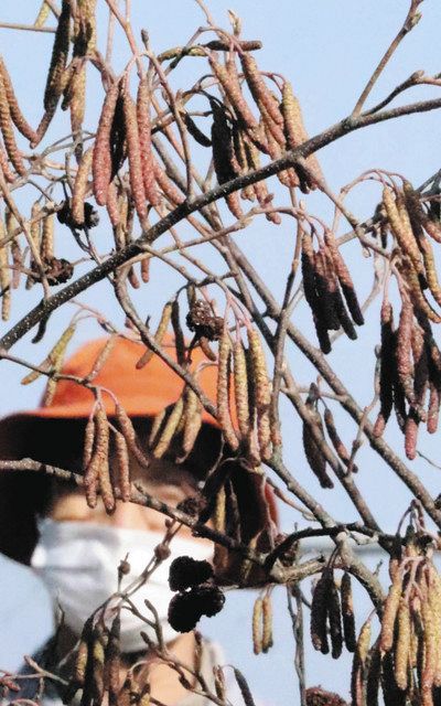 毛虫じゃないよ 鈴鹿の湿地でハンノキの雄花確認：中日新聞Web