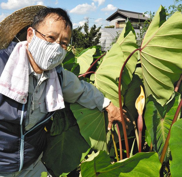 めったに見られないサトイモの花が咲く 大府 中日新聞web