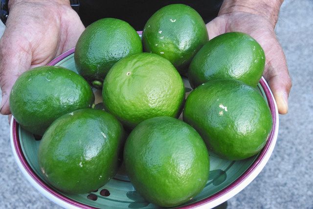 収穫したての無農薬レモネーディア 
