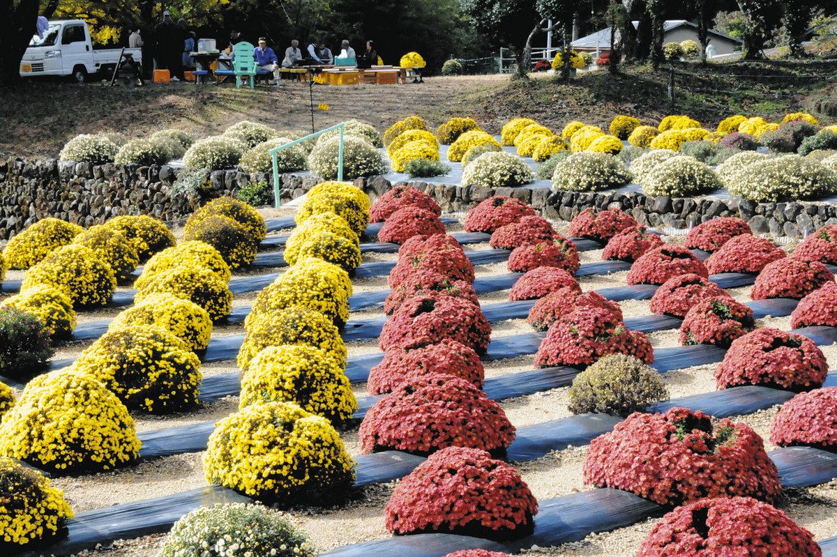 ざる菊、こんもり鮮やか 設楽の宮本さんが栽培、休耕田で見頃：中日新聞Web